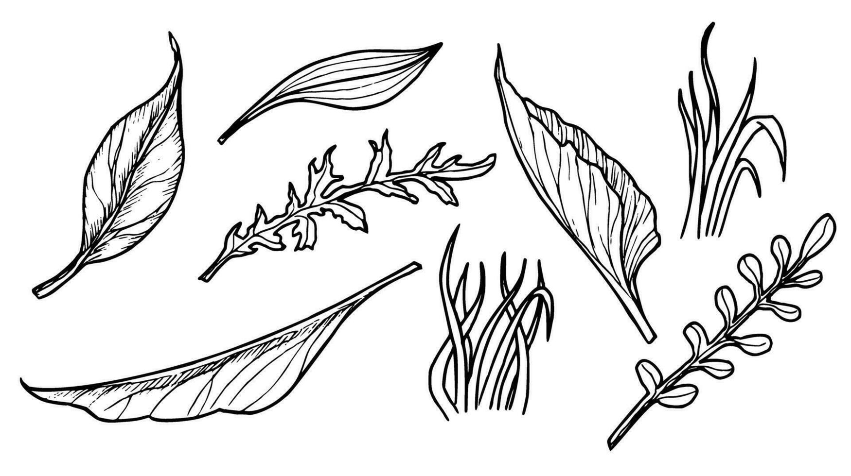 Set of forest Leaves. Hand drawn vector illustration of woodland plants in line art style. Engraved drawing painted by black inks on white background. Botanical doodle sketch for icon or logo