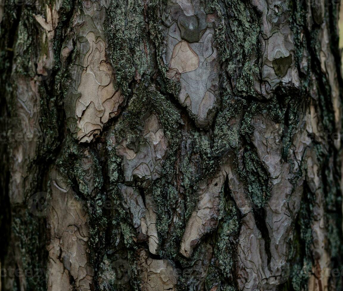 Old Wood Pine Tree background photo