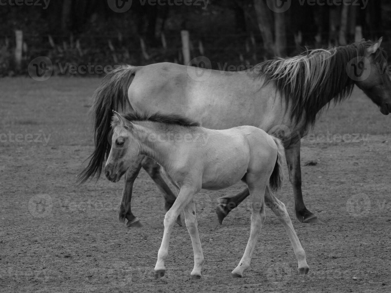 wild horses in westphalia photo