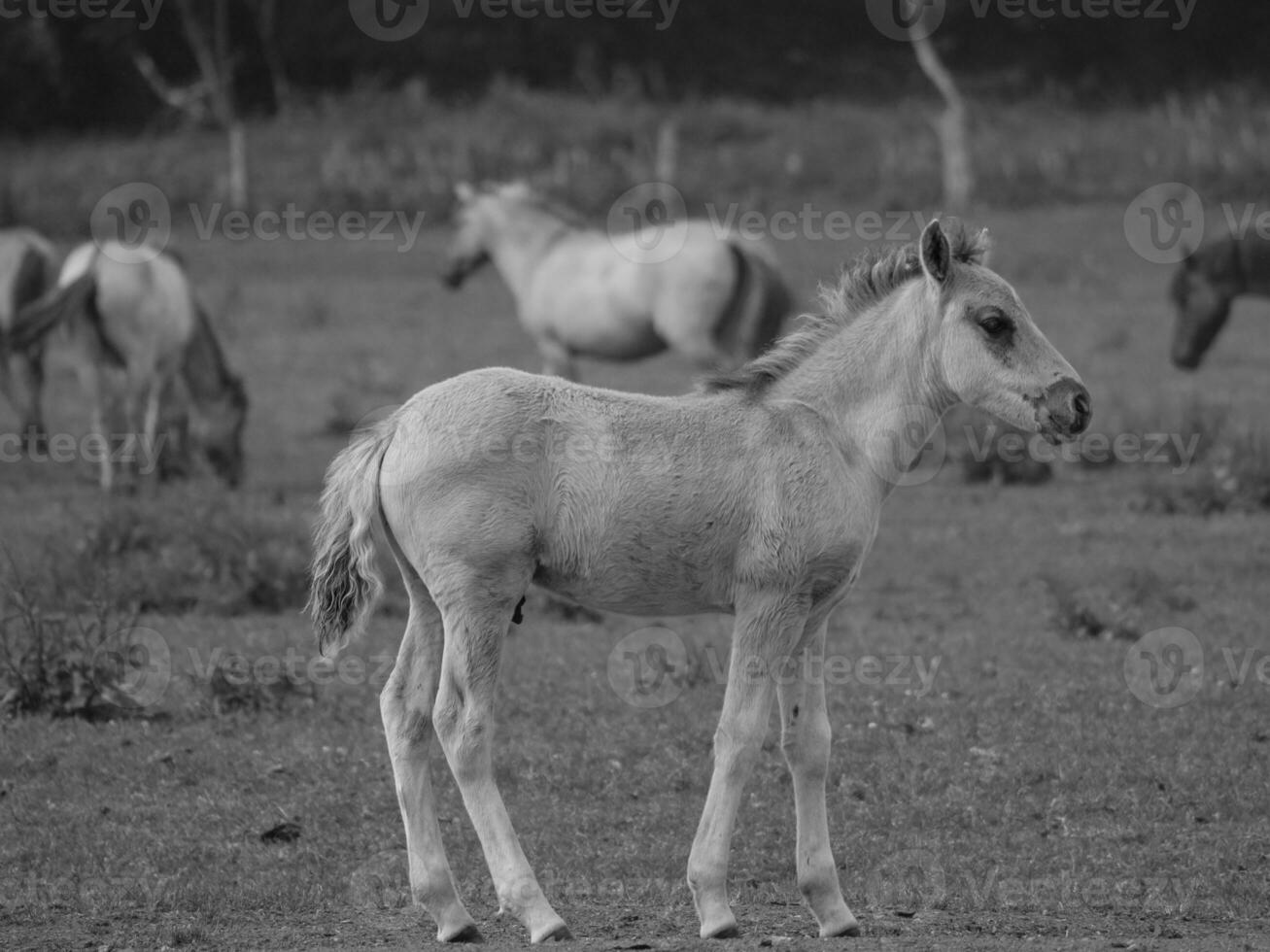 wild horses in germany photo