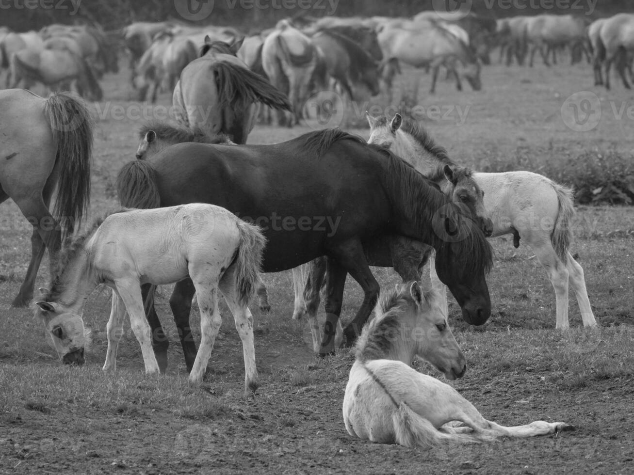 wild horses in westphalia photo