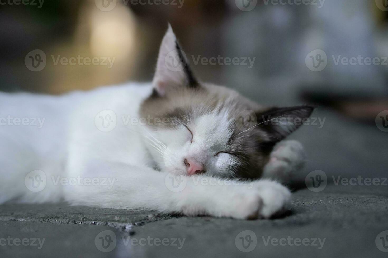 comfortable cat pose sleeping on the floor photo