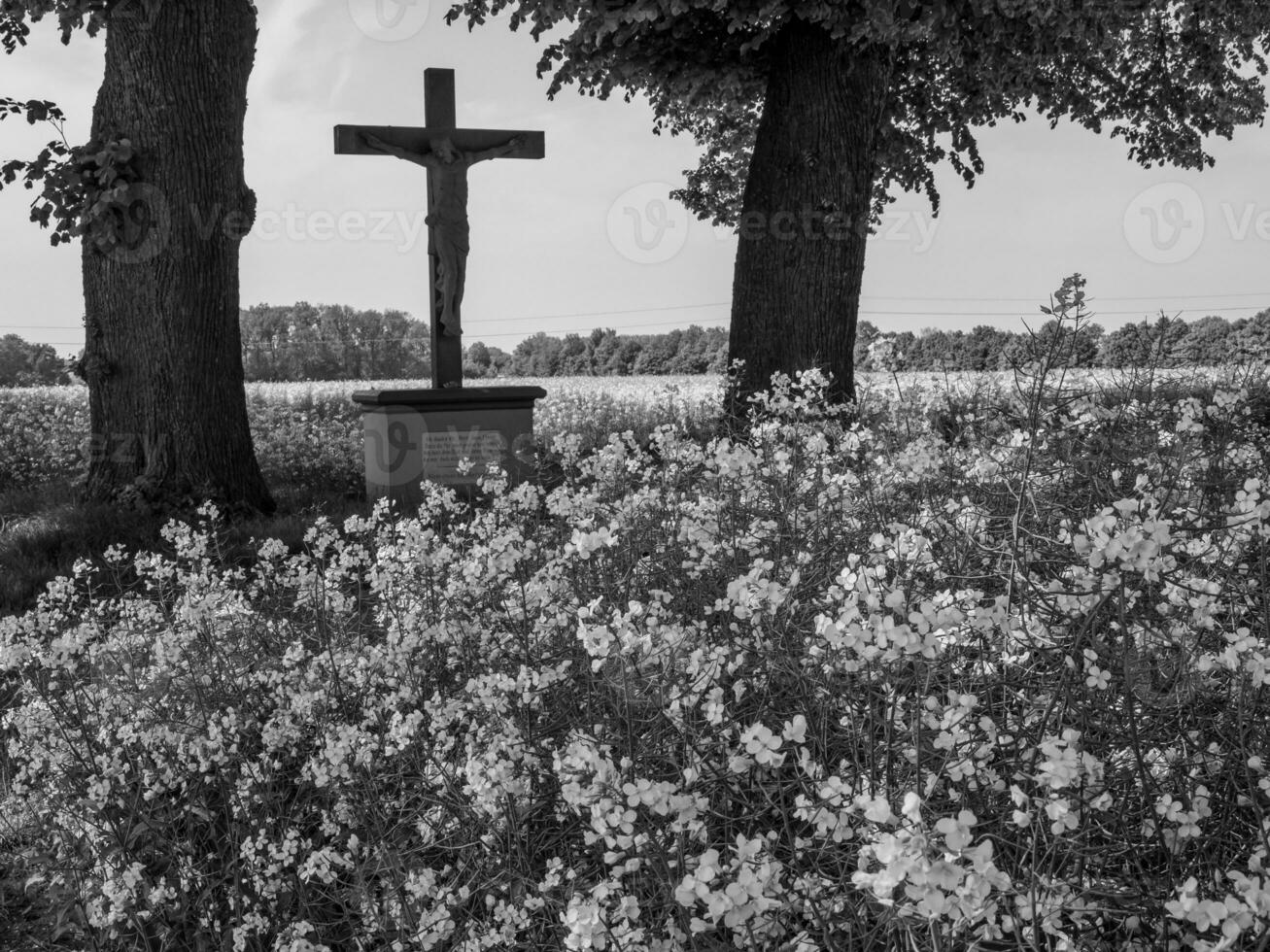 summer time in westphalia photo