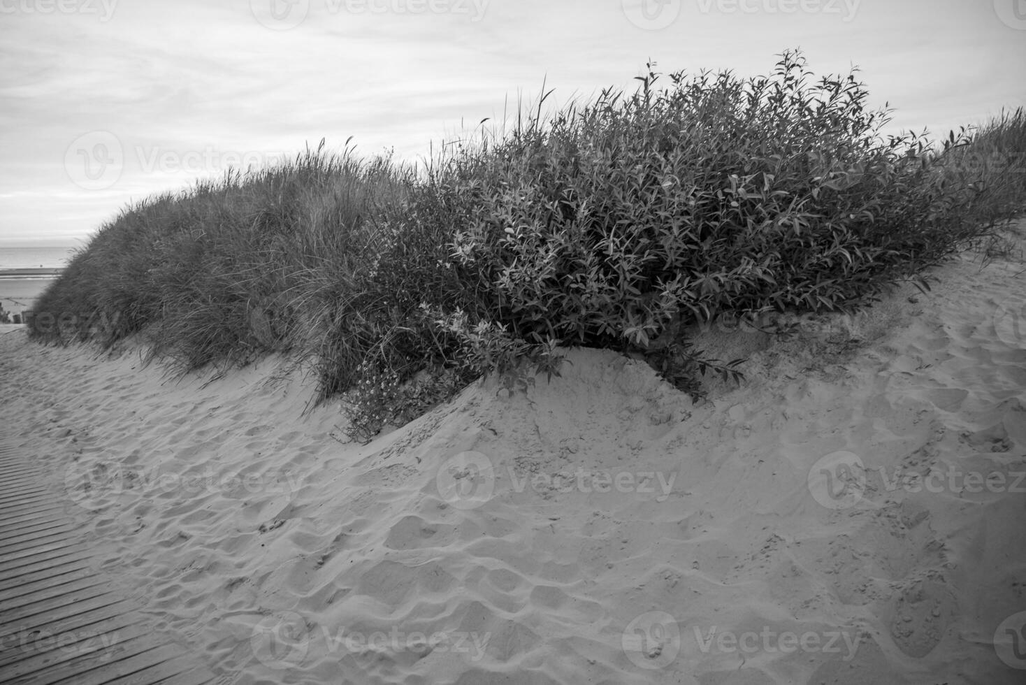 the beach of langeoog island photo