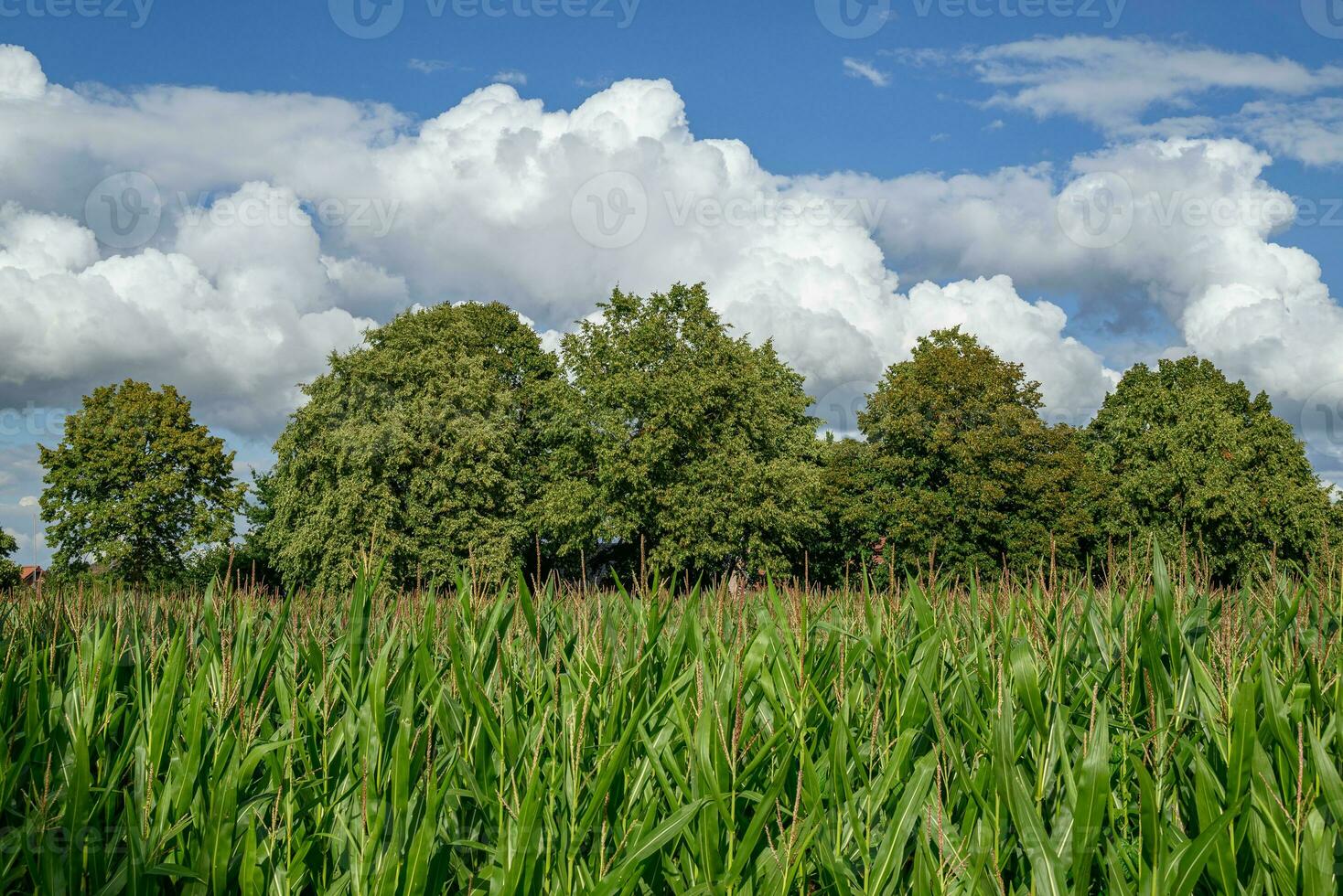 late summer in westphalia photo