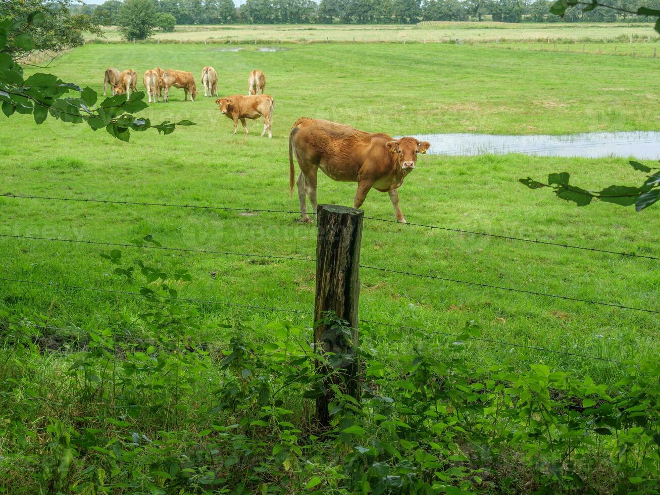 summer time in the germany westphalia photo