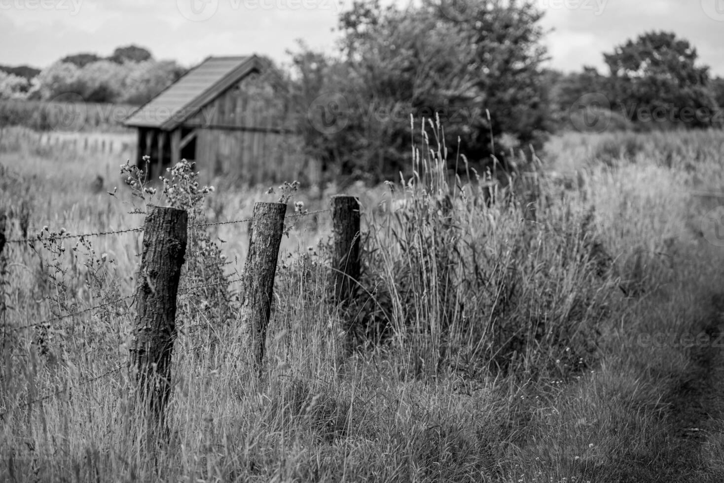 summer time in westphalia photo