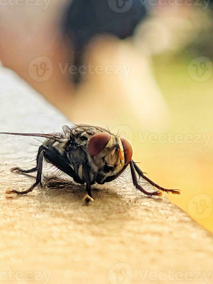Black butterfly with red eye photo