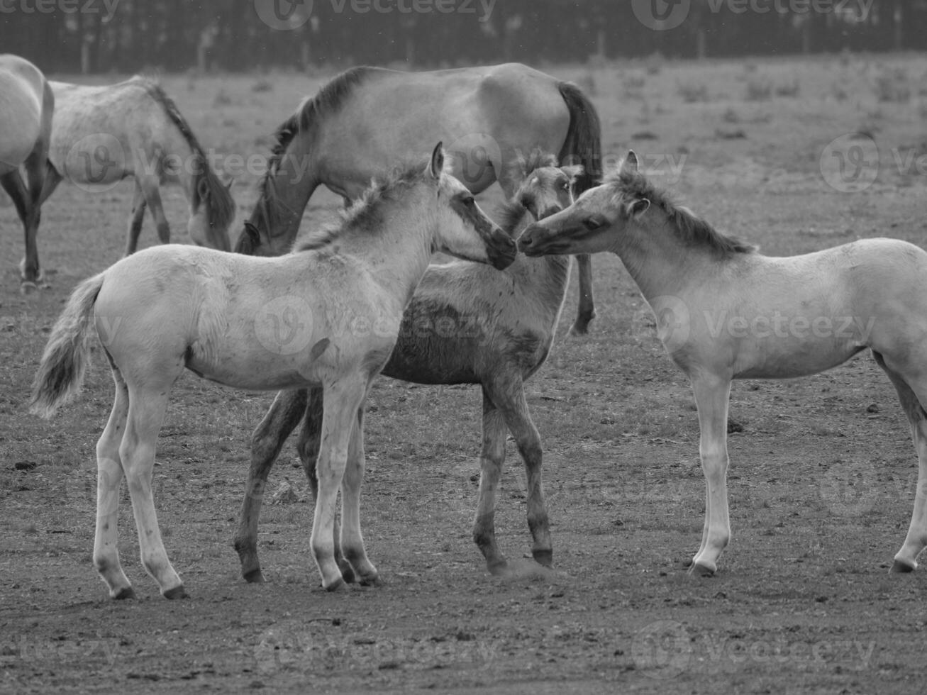 caballos salvajes en westfalia foto