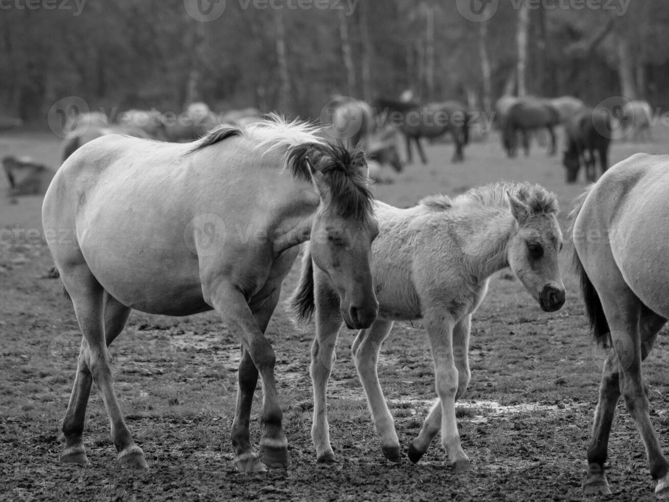 wild horses in westphalia photo