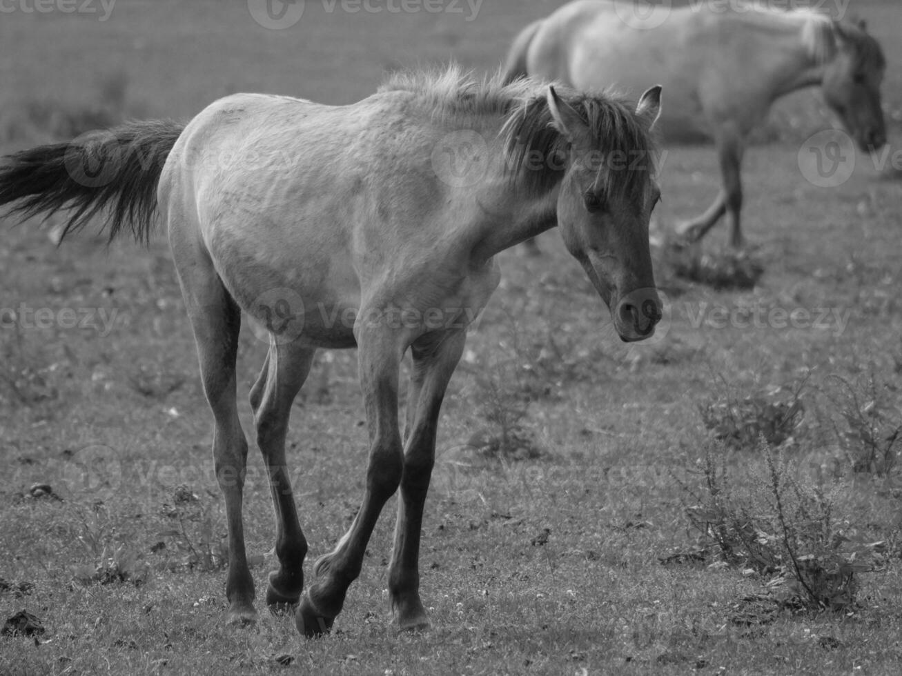 caballos en un alemán campo foto