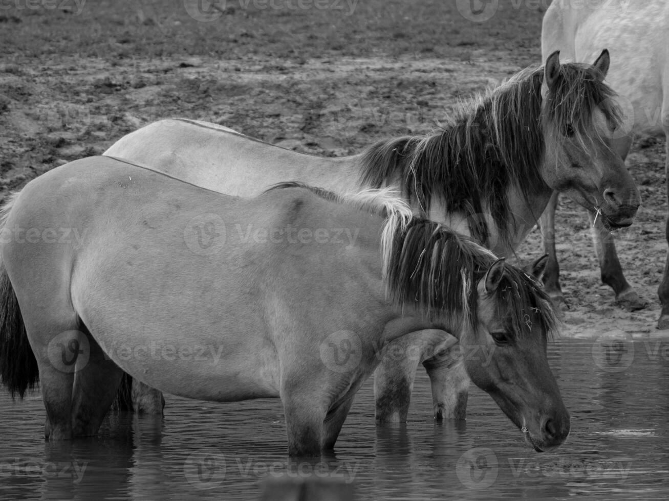 wild horses and foals photo