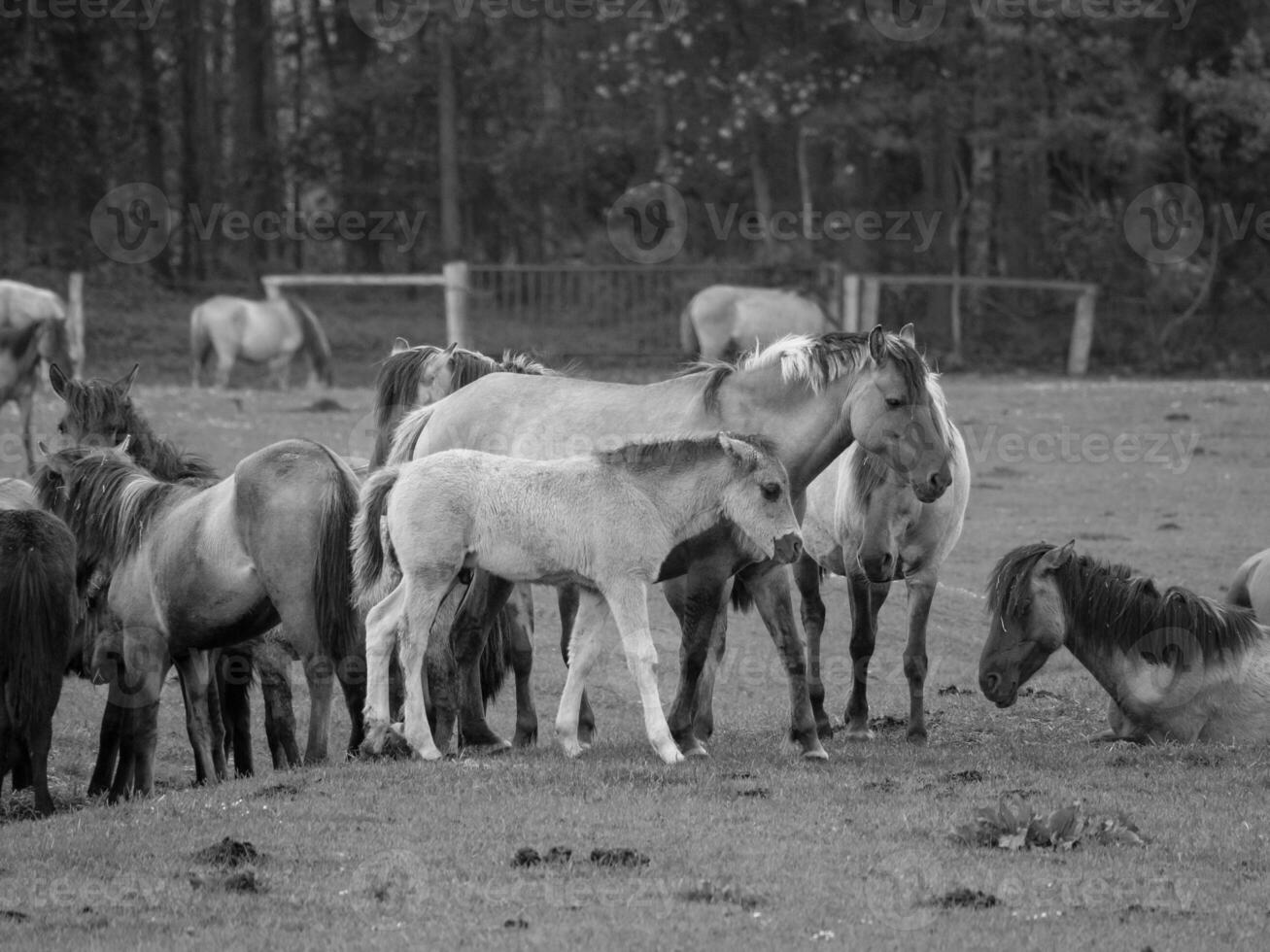 wild horses and foals photo