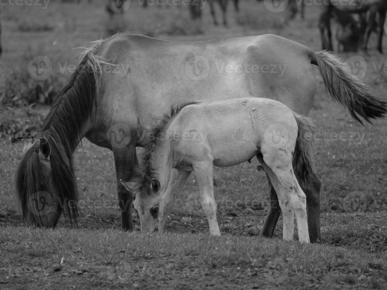 wild horses in westphalia photo