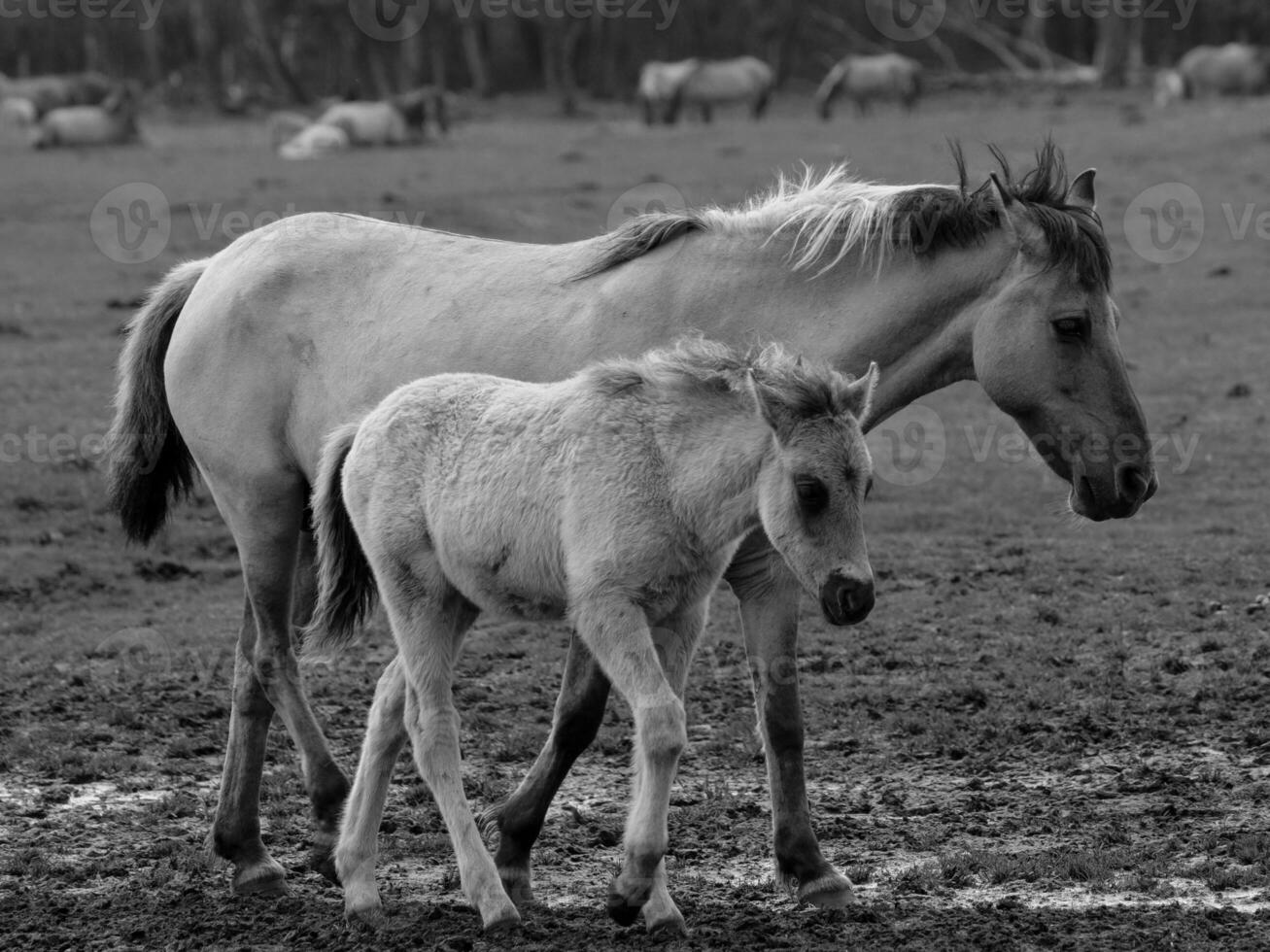 wild horses in westphalia photo