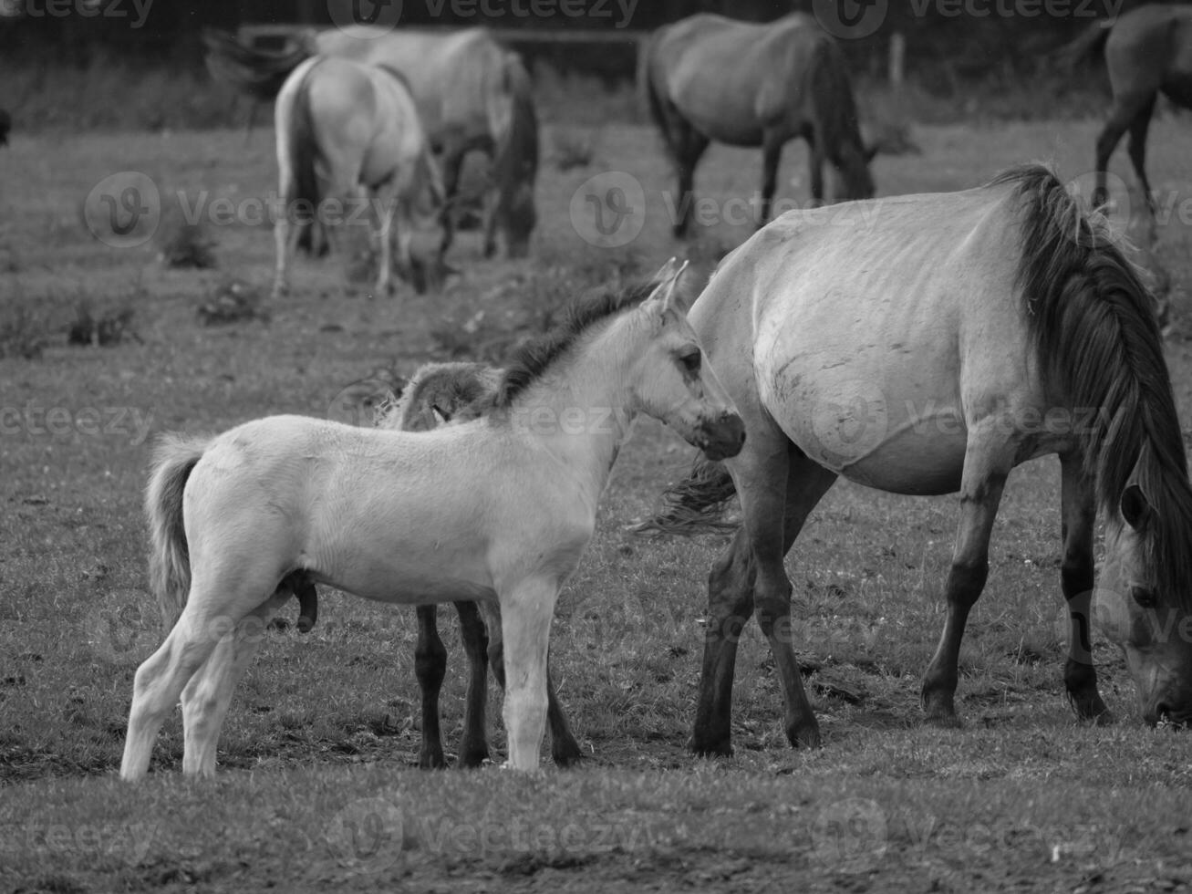 wild horses in westphalia photo