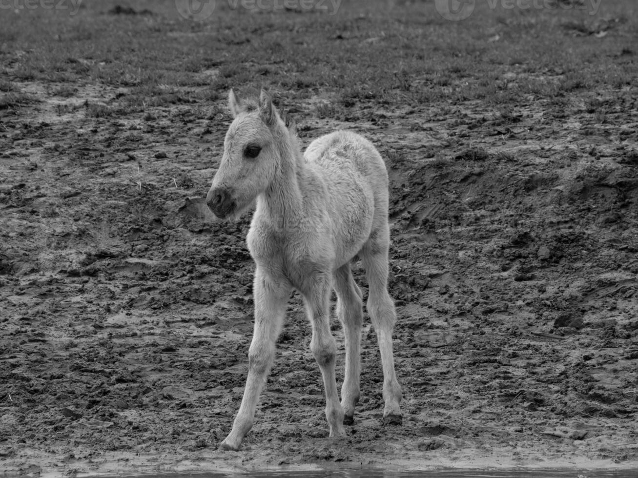 caballos salvajes en westfalia foto