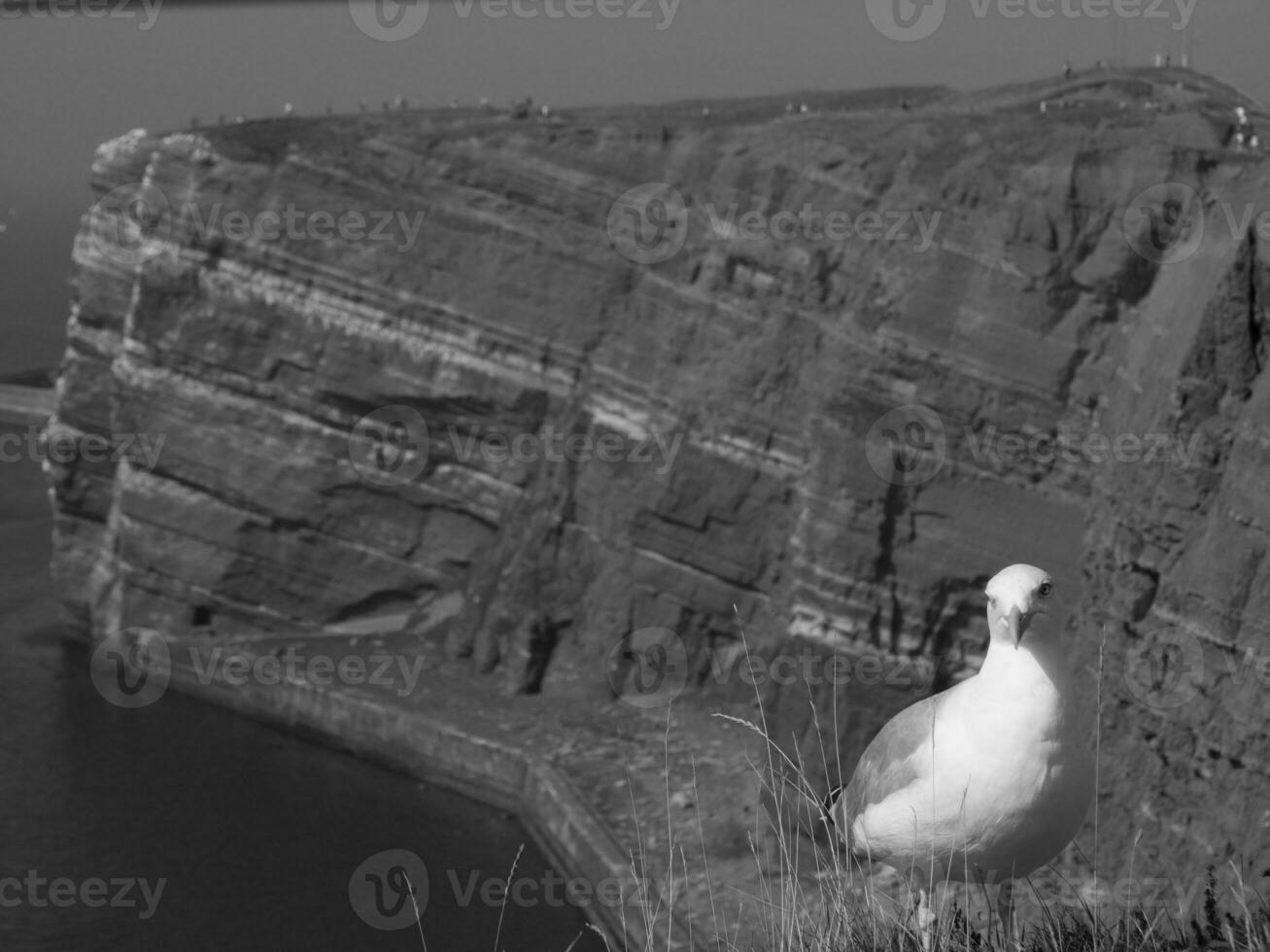 the island of Helgoland in the north sea photo