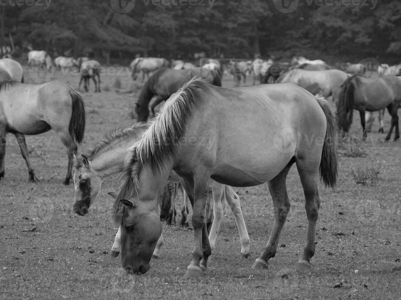 caballos en un alemán campo foto