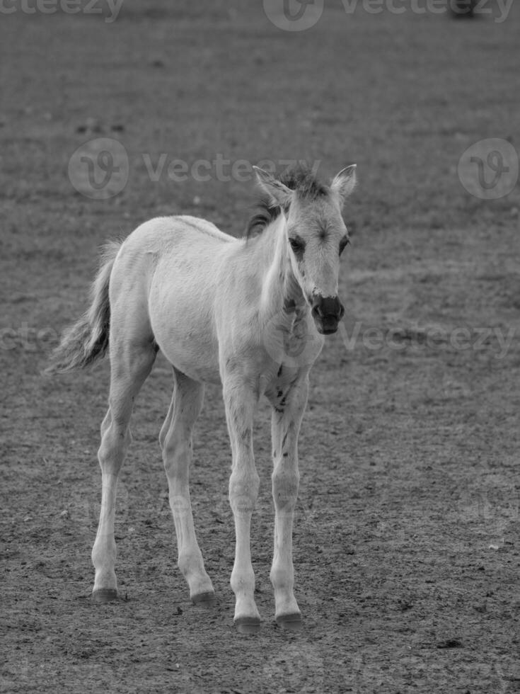 wild horses and foals photo
