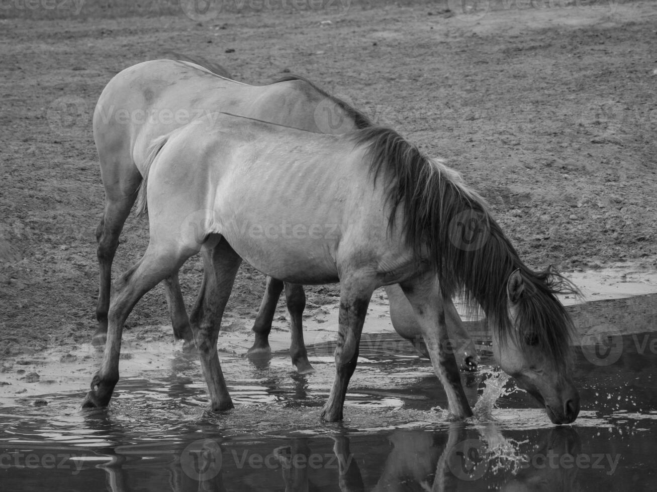 wild horses in germany photo