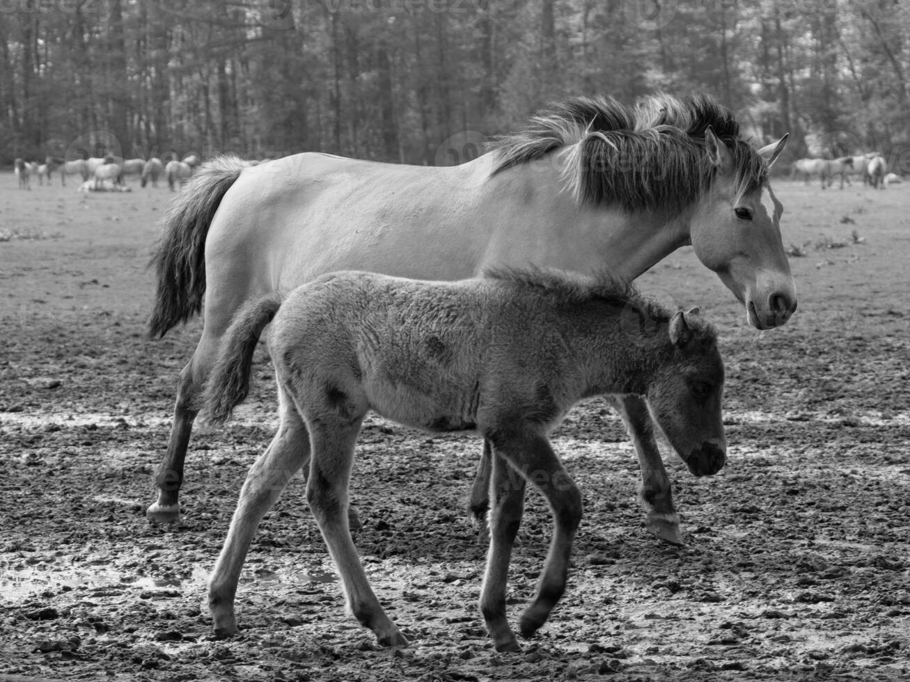 wild horses and foals photo