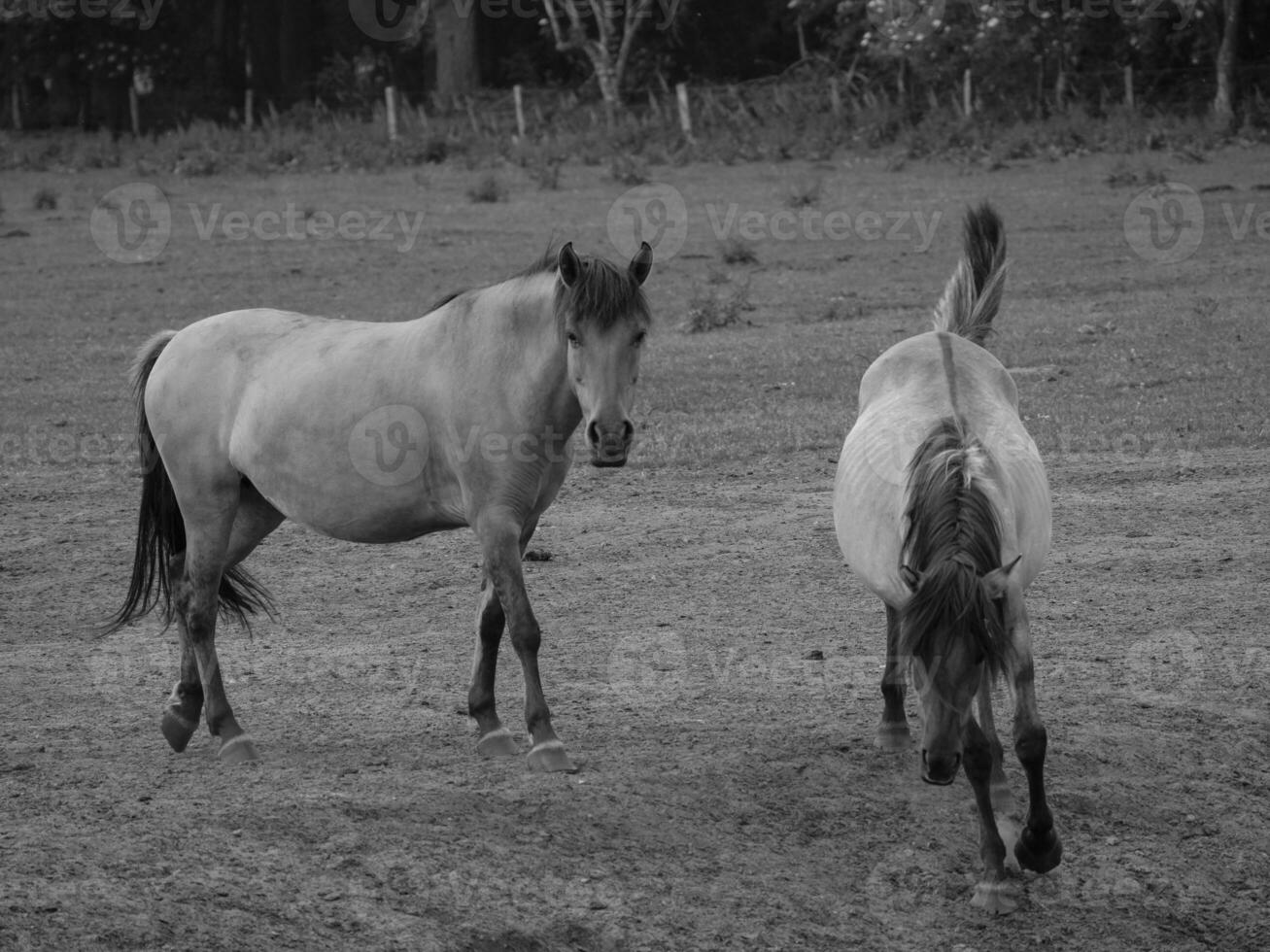 horses on a  german field photo