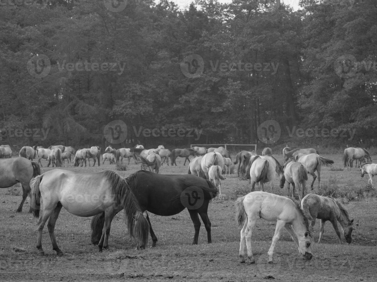 wild horses in germany photo