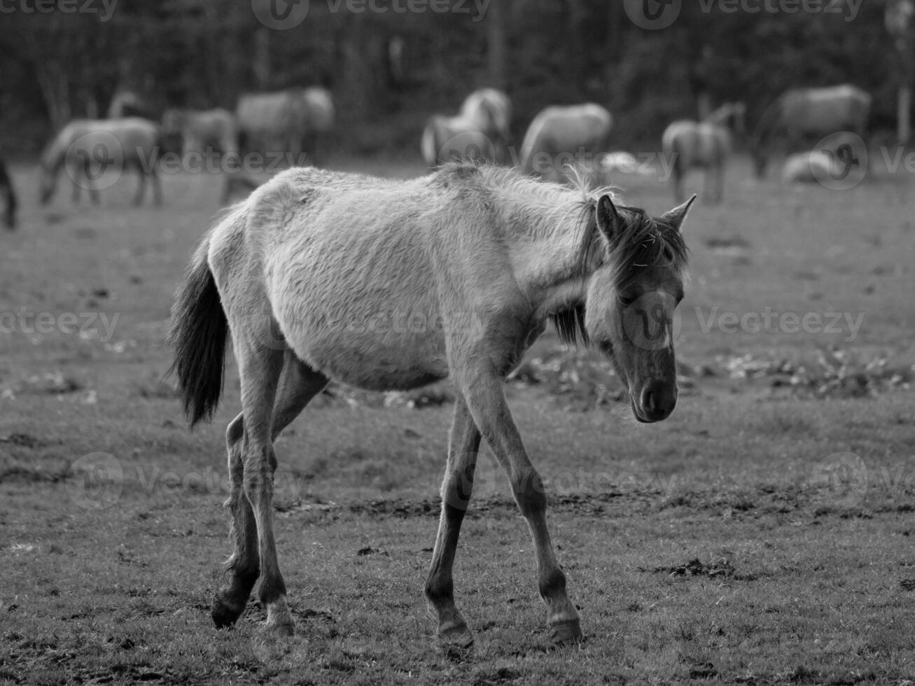 wild horses and foals photo