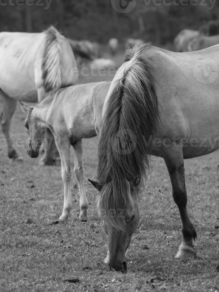 horses on a  german field photo