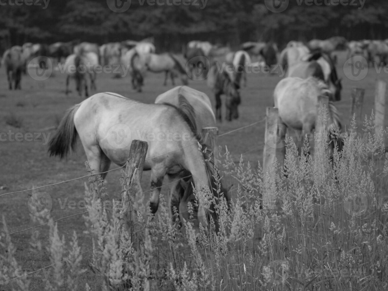 caballos salvajes en alemania foto