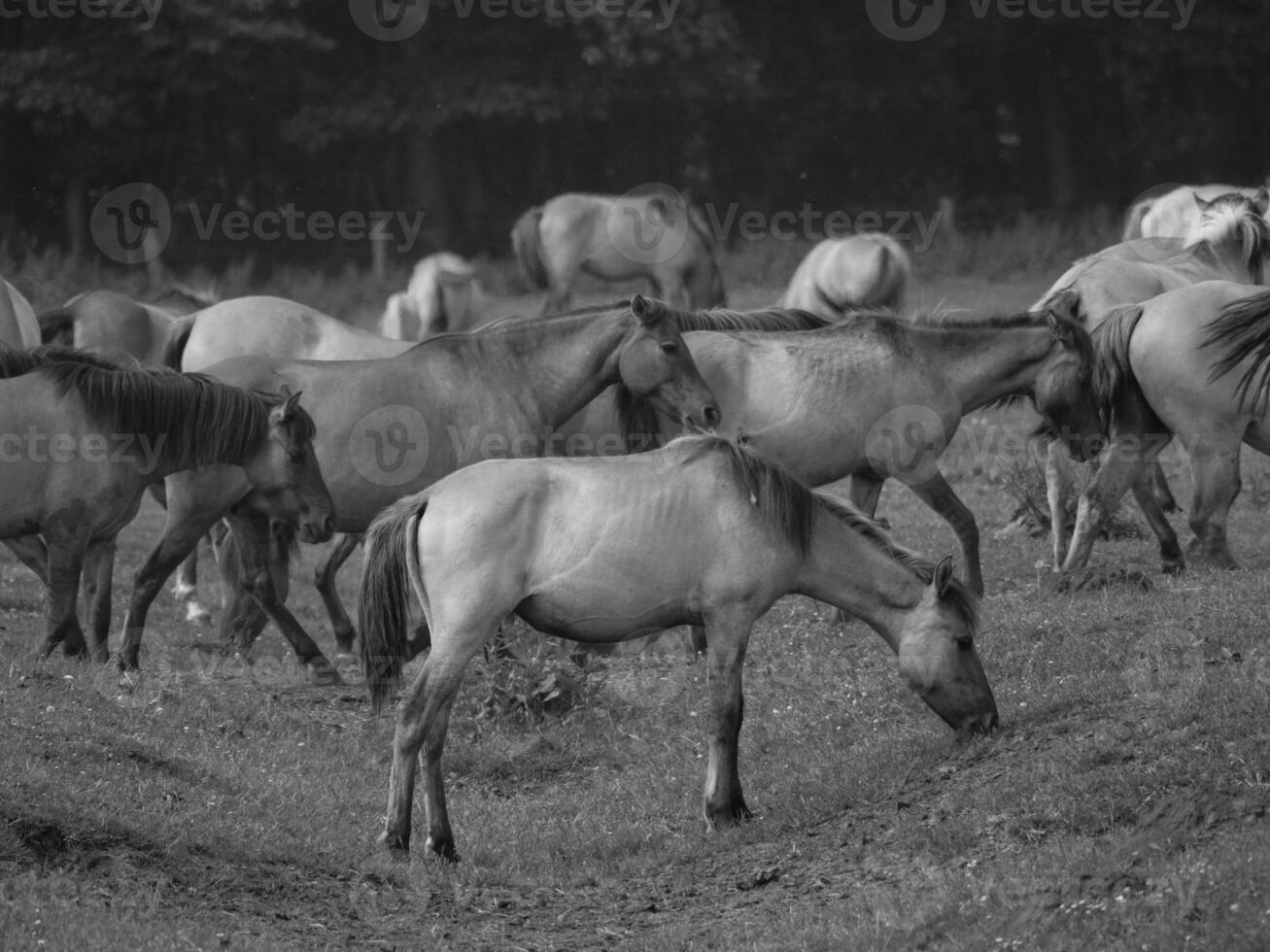 wild horses in the german westphalia photo