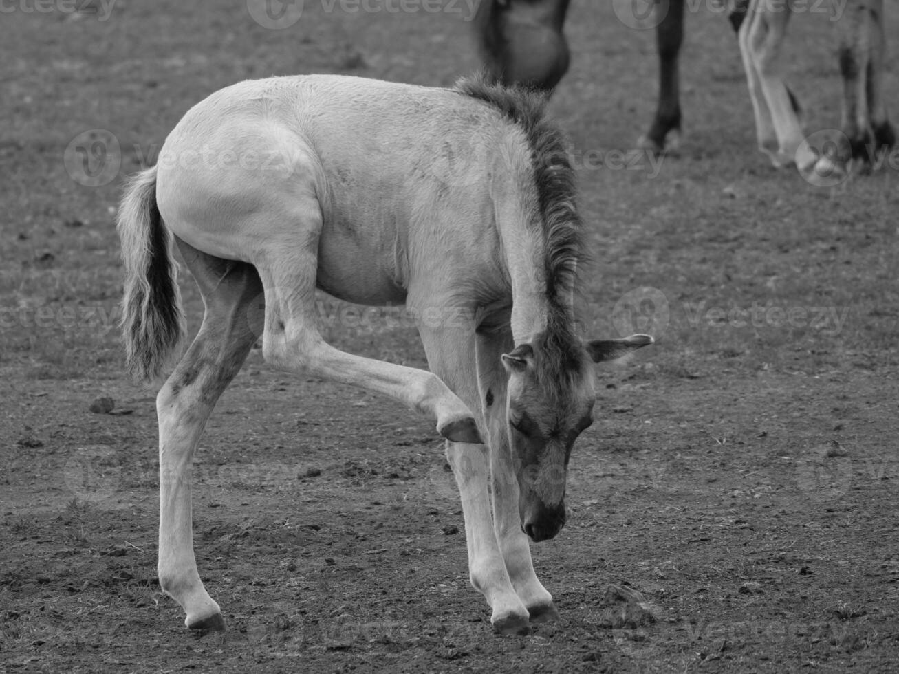 wild horses in the german westphalia photo