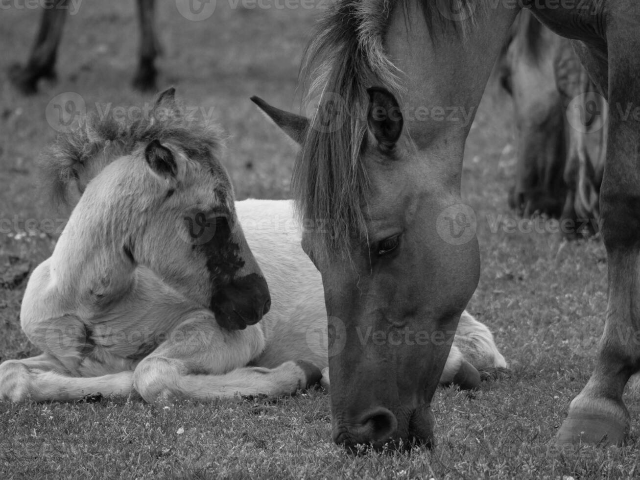 horses on a  german field photo