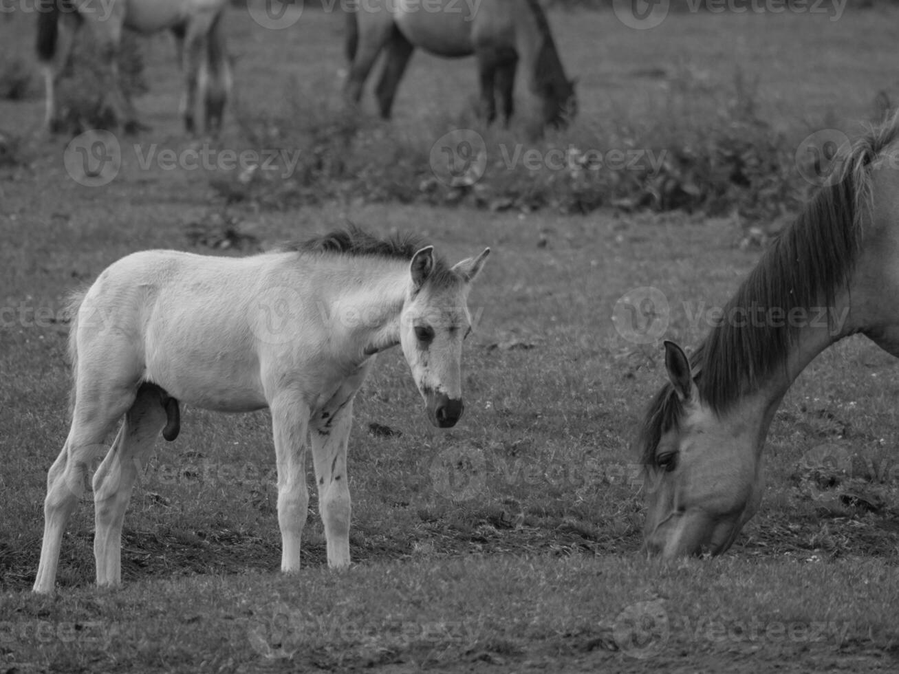 wild horses in the german westphalia photo