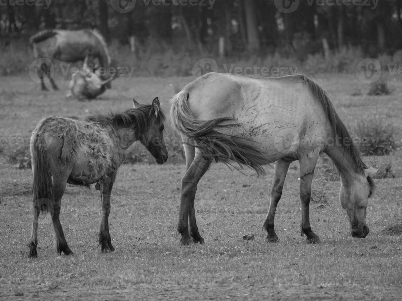 horses on a  german field photo