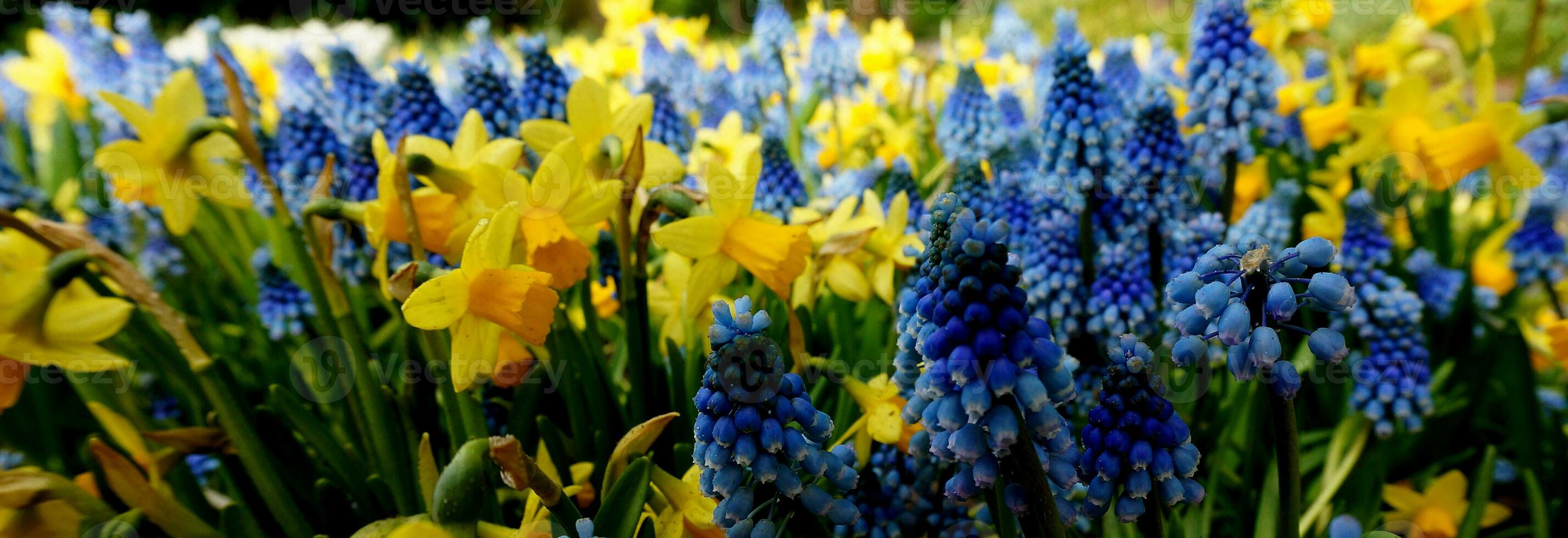 A spring flower background with yellow daffodils and blue grape hyacinths. photo