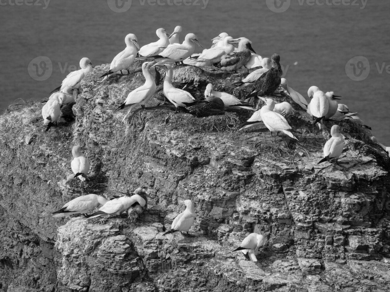 Helgoland island in the north sea photo