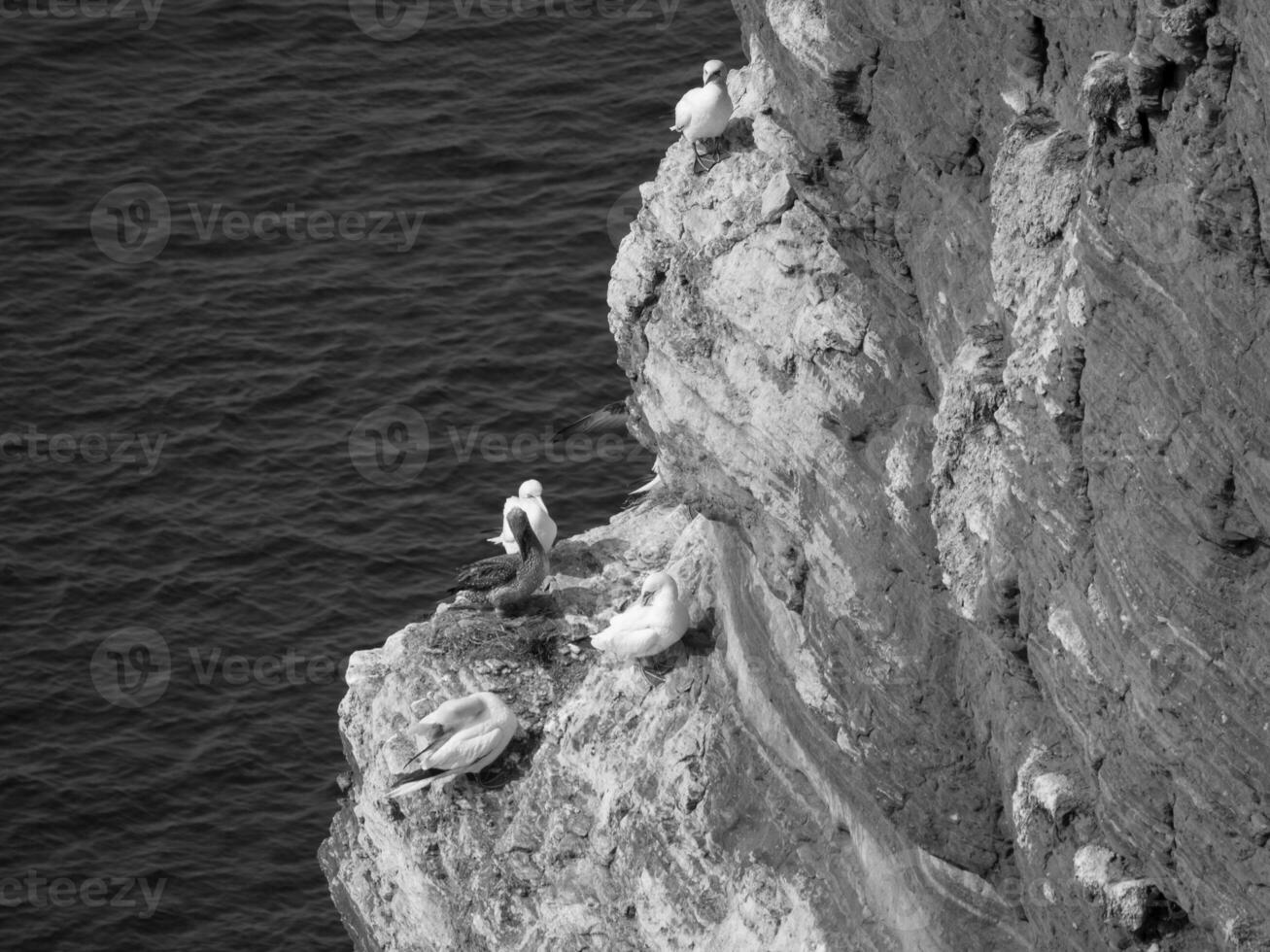 Helgoland island in the north sea photo