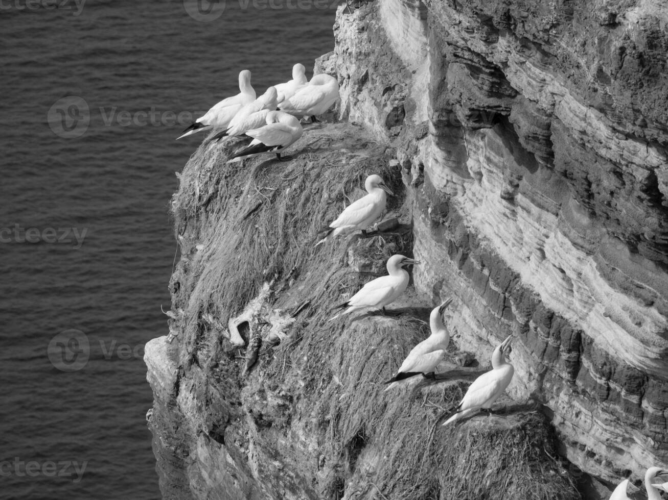 Helgoland island in the north sea photo