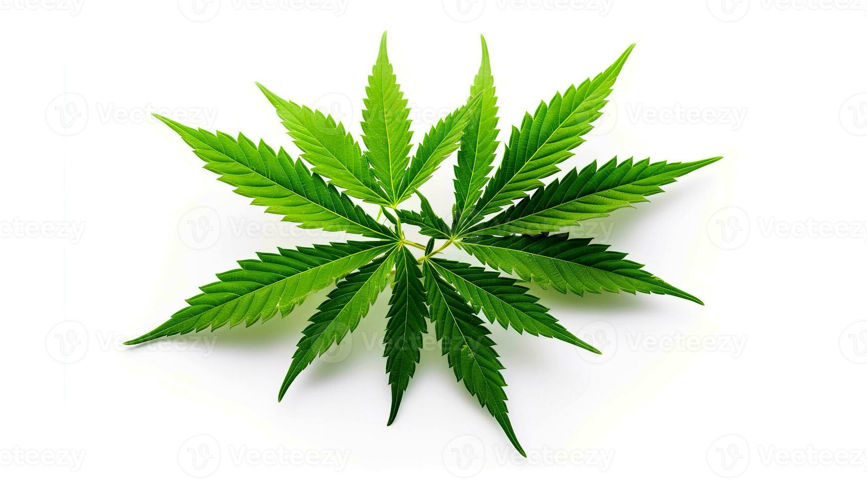 Cannabis leaves on white background. AI Generated photo