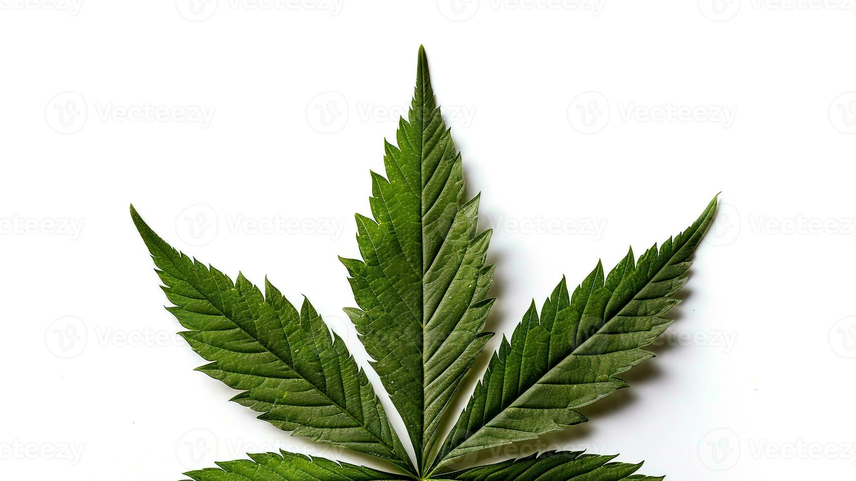 Cannabis leaf isolated on a white background. AI Generated photo