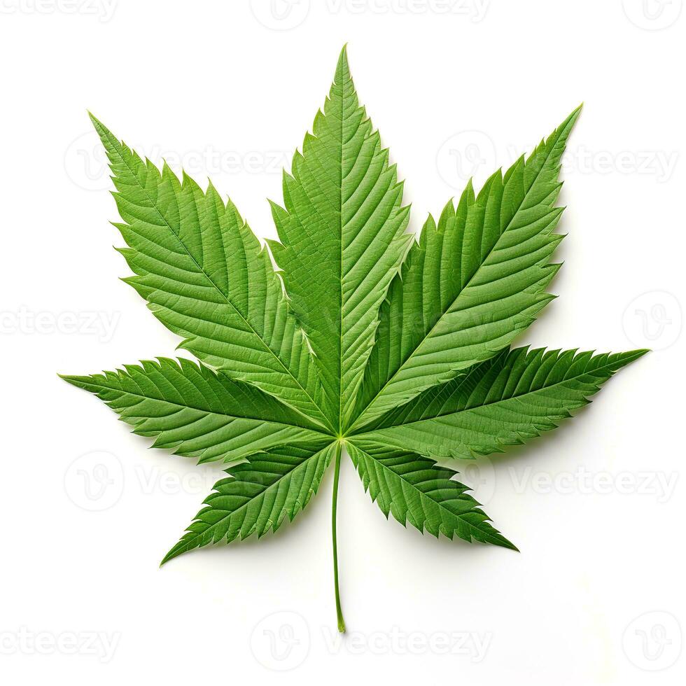 Young green hemp leaf isolated on a white background. AI Generated photo