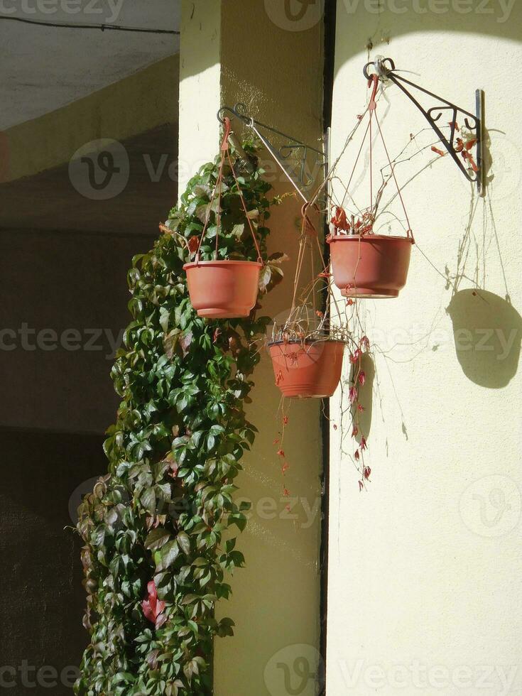three red pots hanging next to a wall overgrown with plants photo