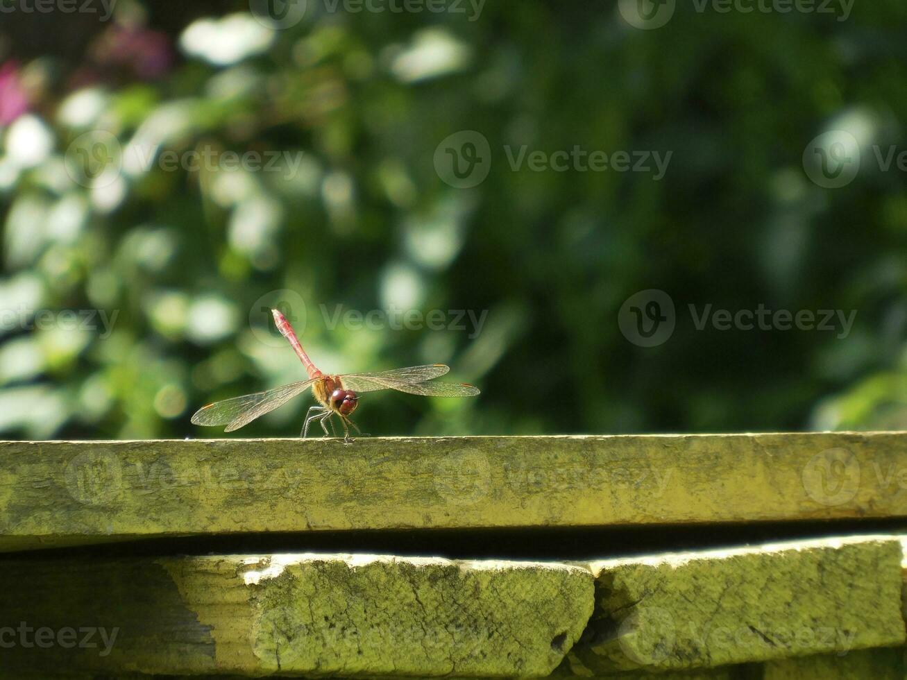dragonfly sits on a wooden bench against a tree crown photo