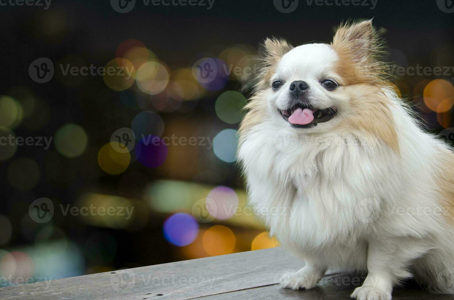 Cute smiling white chihuahua face sitting on colorful bokeh abstract background. photo