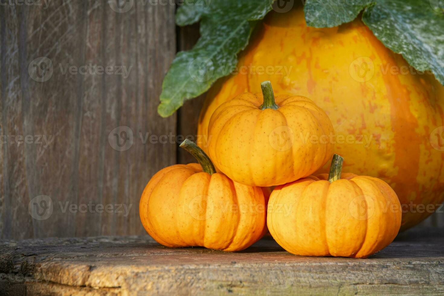 Close up of Mini Pumpkins on an Old Wood Bench photo