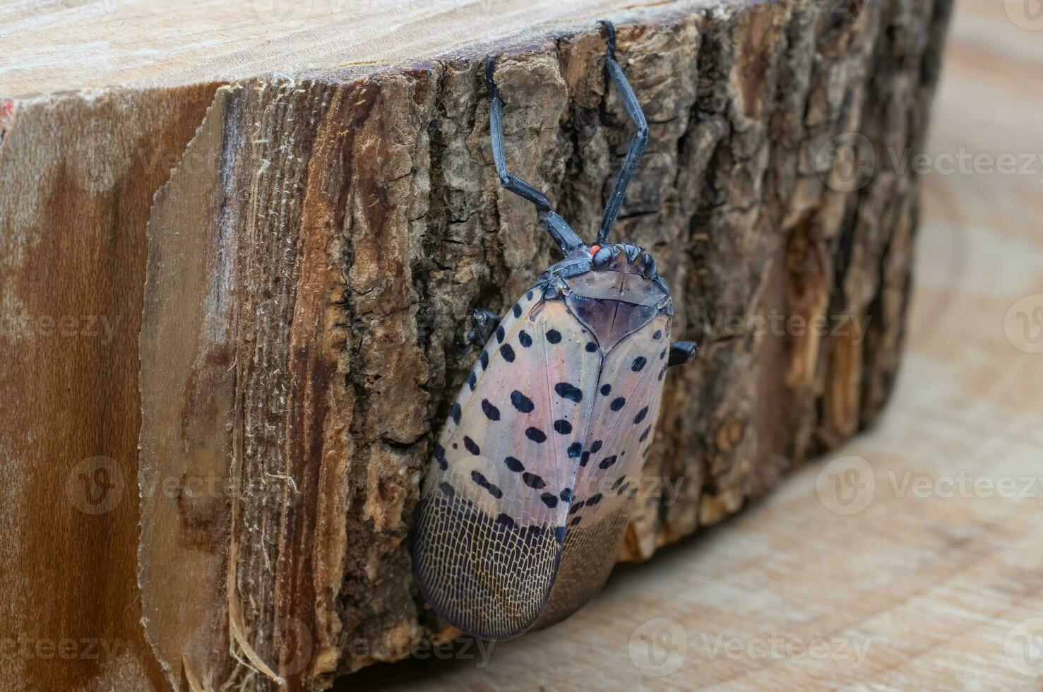 Spotted Lantern Fly 2 MO 10242017 photo