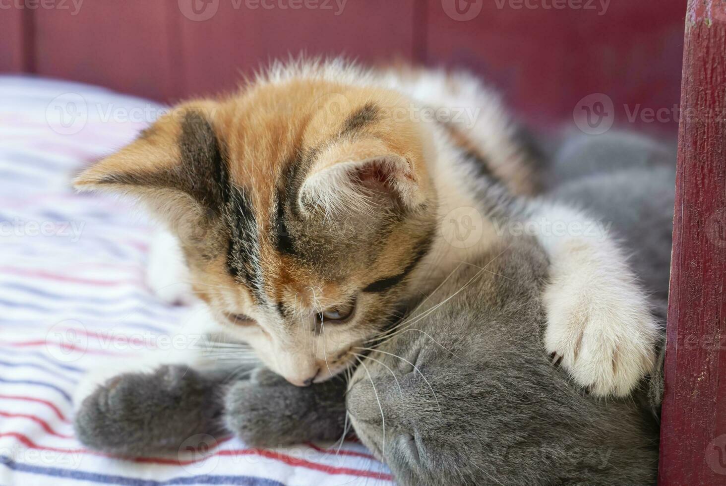 kittens hug and settle in for a nap photo