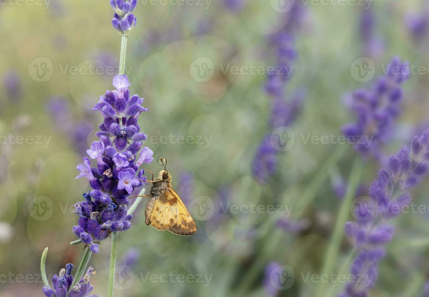 Skipper Butterfly on a Lavender Flower photo